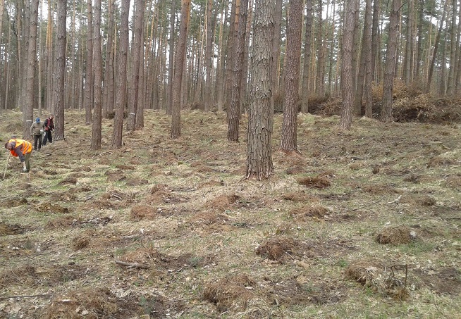 Przygotowanie powierzchni pod nasadzenia jodły