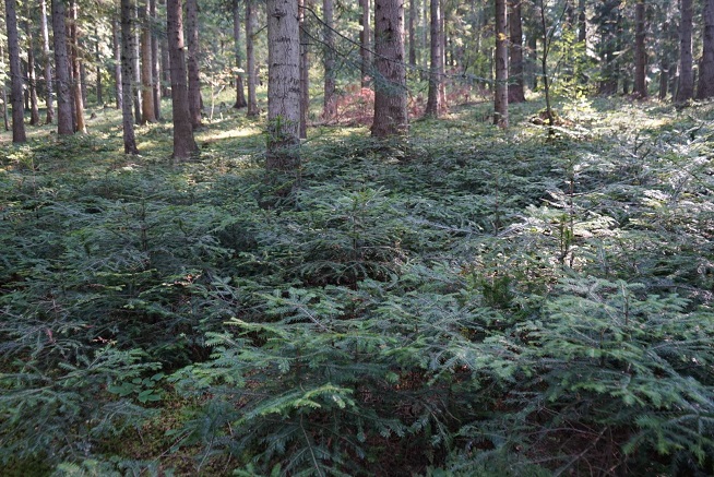 Odnowienie naturalne jodły