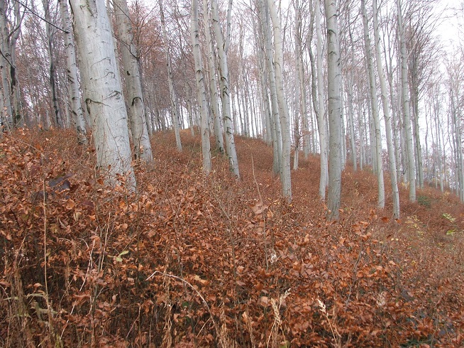 Odnowienie naturalne buka